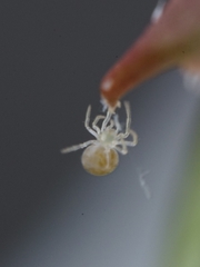 Paidiscura pallens