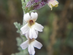 Jamesbrittenia pristisepala