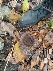Turdus