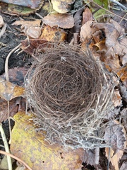 Turdus