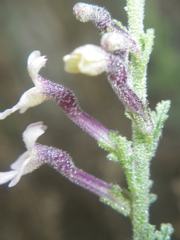 Jamesbrittenia pristisepala