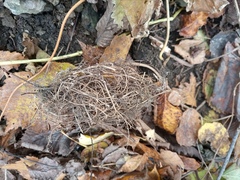 Turdus