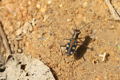 Cosmodela aurulenta aurulenta