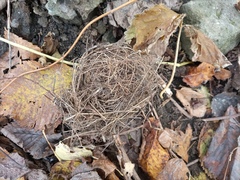 Turdus