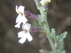 Jamesbrittenia pristisepala