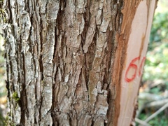 Geometridae
