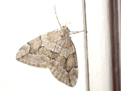 Thera juniperata
