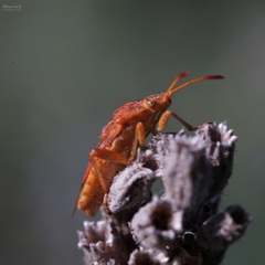 Rhopalus parumpunctatus