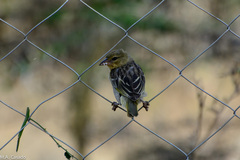 Ploceus