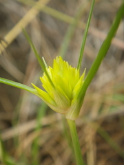 Cyperus sphaerocephalus