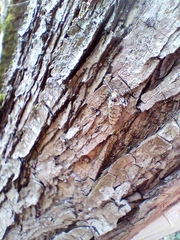 Geometridae
