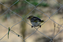 Ploceus