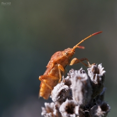 Rhopalus parumpunctatus