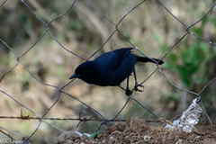 Laniarius funebris