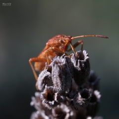 Rhopalus parumpunctatus