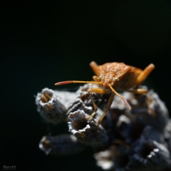 Rhopalus parumpunctatus