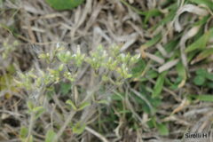 Cerastium glomeratum