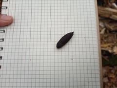 Lepidoptera