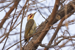 Campethera bennettii capricorni