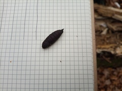 Lepidoptera