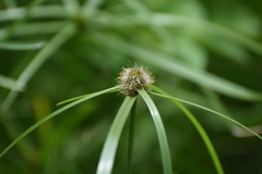 Cyperus aromaticus
