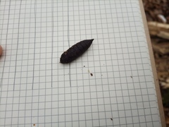 Lepidoptera