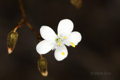 Drosera macrantha