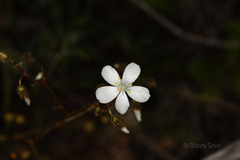 Drosera macrantha