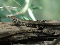 Algyroides moreoticus