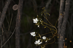 Drosera macrantha