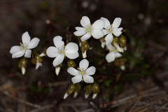 Drosera macrantha