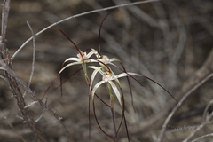 Caladenia dimidia