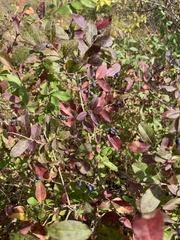 Vaccinium