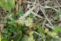 Cerastium glomeratum