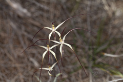 Caladenia dimidia