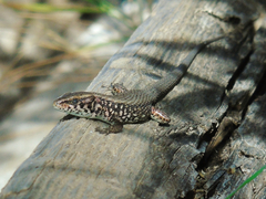 Algyroides moreoticus