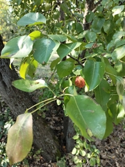 Pyrus