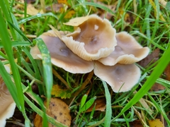 Rhodocollybia butyracea