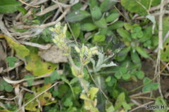 Cerastium glomeratum