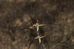 Caladenia dimidia
