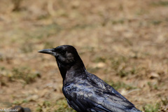 Corvus capensis