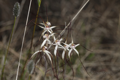 Caladenia dimidia