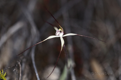 Caladenia dimidia