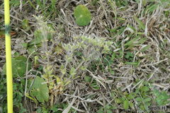 Cerastium glomeratum