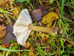 Rhodocollybia butyracea