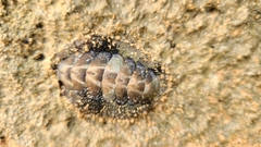 Acanthopleura granulata