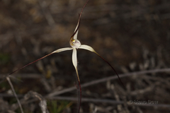 Caladenia dimidia