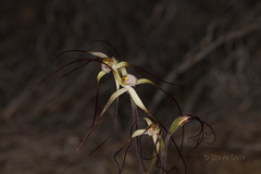 Caladenia dimidia