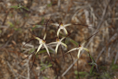 Caladenia dimidia