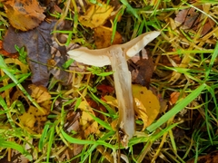 Rhodocollybia butyracea